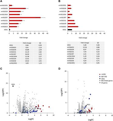 VEX1 Influences mVSG Expression During the Transition to Mammalian Infectivity in Trypanosoma brucei